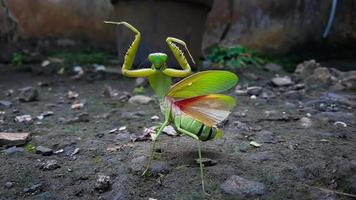 Mantis or Praying Mantis, Mantis Religiosa. The green praying mantis is in danger photo