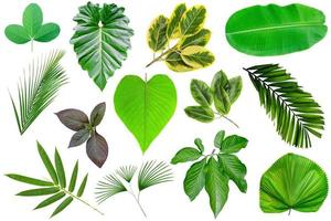 colección de varios patrones de hojas verdes para el concepto de naturaleza, conjunto de hojas tropicales aisladas en fondo blanco foto