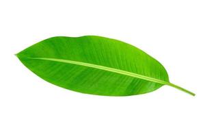 Green leaves pattern,leaf banana isolated on white background,include clipping path photo