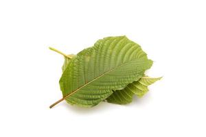 Fresh Mitragyna speciosa leaf or kratom tree. Studio shot isolated on white photo