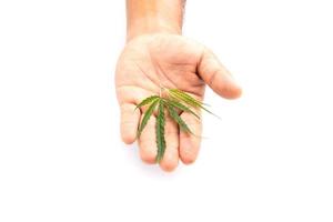 Leaf of green fresh of marijuana tree. Studio shot isolated on white photo