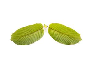 Fresh Mitragyna speciosa leaf or kratom tree. Studio shot isolated on white photo