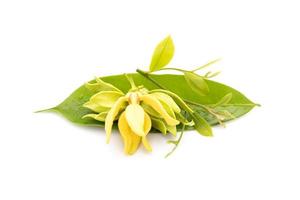 Bloom and leaf of Ylang-ylang Cananga odorata isolated on white photo