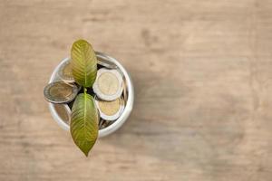 hoja de mitragyna speciosa fresca joven o árbol de kratom en tarro de monedas sobre fondo de madera foto