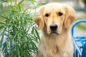 perro marrón golden retriever sentado al lado del árbol de marihuana verde foto