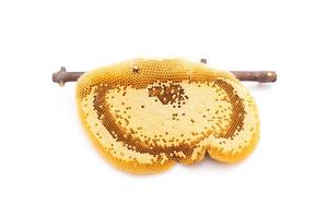 Honeycomb on tree branch isolated on white. Food and health care concept photo