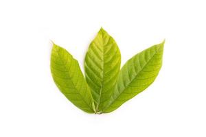 hoja verde de árbol de cacao aislado sobre fondo blanco foto