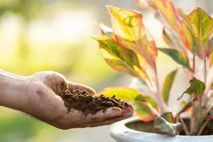 poner a mano los posos de café usados como fertilizante para la planta en el concepto de maceta, reutilización y medio ambiente foto