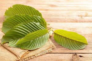 Fresh Mitragyna speciosa leaf or kratom tree on wooden table background photo