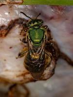 Adult Augochlorine Sweat Bee photo