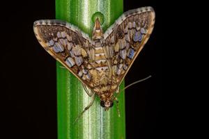 Adult Orange Epipagis Moth photo