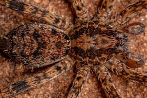 Male Adult Wandering Spider photo