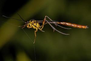 avispa icneumonida adulta foto