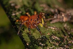 pequeña araña saltadora foto