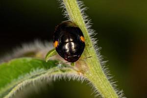 Adult Ebony Bug photo