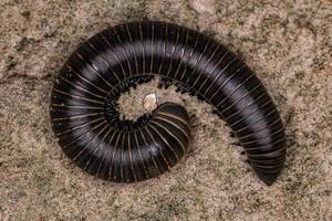 adult millipede arthropod photo