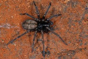 Adult Titanoecid Spider photo