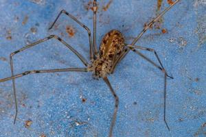 araña de bodega de cuerpo corto macho adulto foto