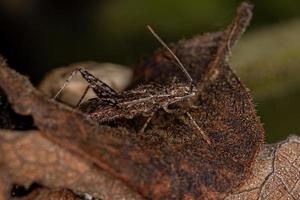 Adult Scentless Plant Bug photo