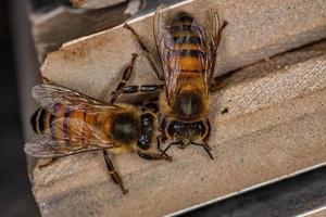 abeja de miel occidental hembra adulta foto