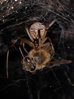 Araña viuda marrón adulta hembra que se alimenta de una abeja occidental hembra adulta foto