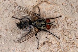 Adult Bristle Fly photo