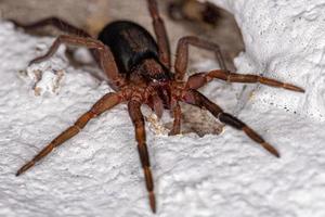 Small Prowling Spider photo