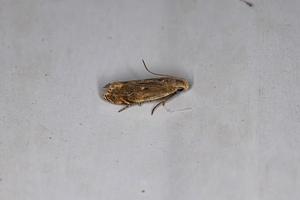 Adult Curved-horn Moth photo