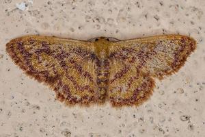 Adult Geometer Moth photo