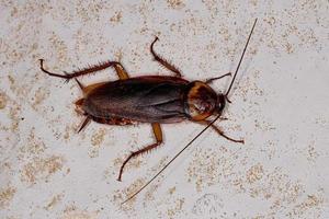 cucaracha americana adulta foto