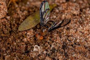 mosca de alas picudas adulta foto