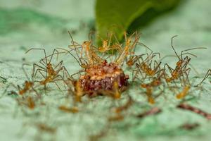 Assassin Bug Nymphs photo