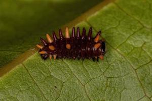 Cattleheart Insect Caterpillar photo