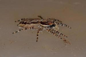 Adult Female Gray Wall Jumping Spider photo