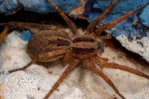 pequeña araña lobo foto