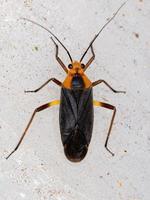 Adult Plant Bug photo