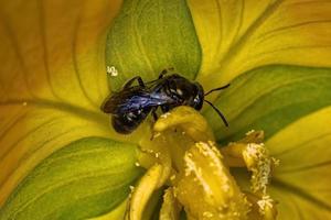 Adult Metallic Sweat Bee photo