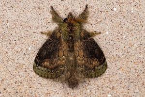Adult Lappet Moth photo