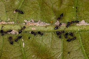 Adult Female Winged Cocktail Ants with small Mealybugs insects photo