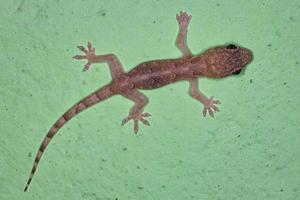 gecko de la casa tropical foto