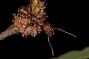 Adult Female Ectatommine Ant photo