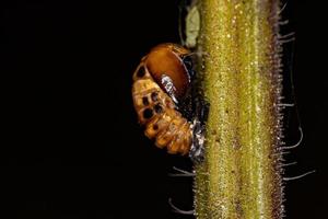 Crisálida de escarabajo asiático foto