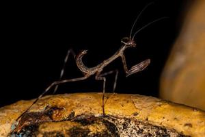 Small Mantid nymph photo