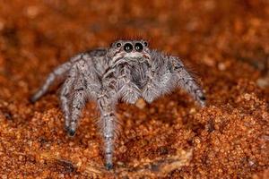 Small Jumping Spider photo