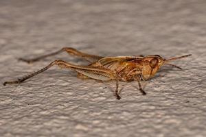 estridente ninfa de saltamontes de cara inclinada foto