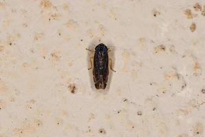 Small adult Typical Leafhopper photo