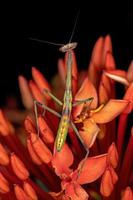 Small Mantid nymph photo