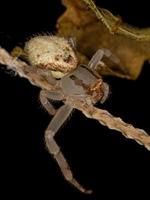 Small Female Crab Spider photo