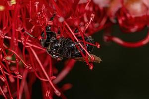 Adult Stingless Bee photo