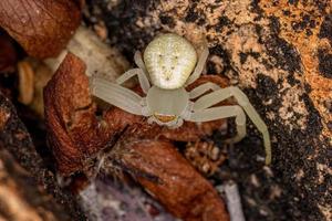 Adult Female Crab Spider photo